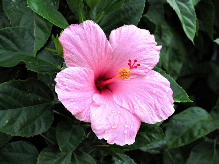 10 Fun Facts About Hibiscus | Garden America