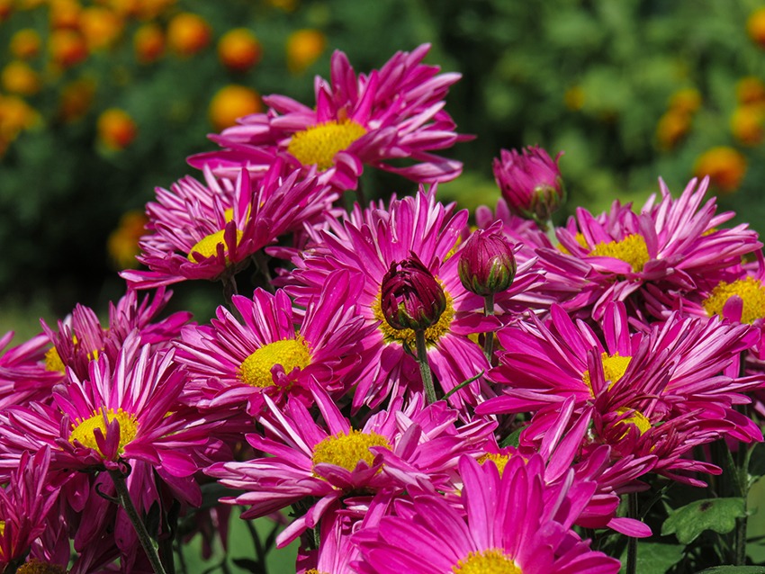 The 13 Classes of Chrysanthemums | Garden America