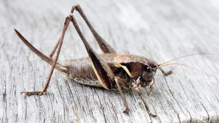 Crickets Do Math: Did You Know? | Garden America