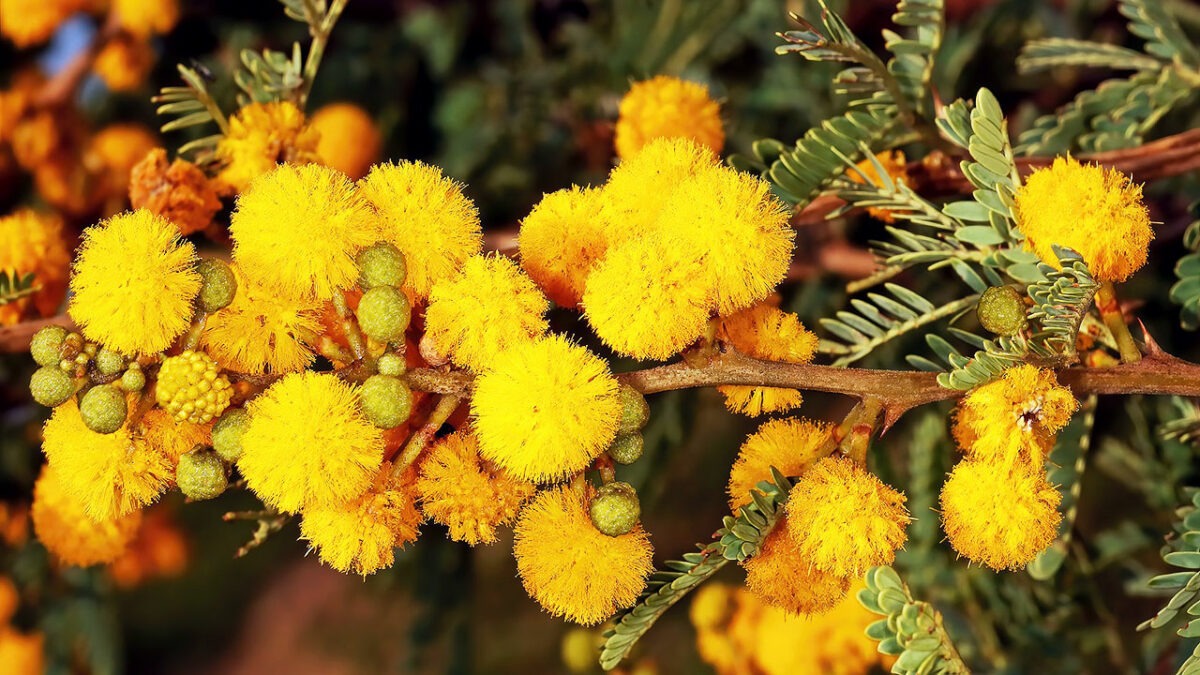 African Trees At Home In California Garden America   Vachellia Karroo African Tree 1200x675 