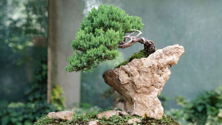 The Meaning of Bonsai: Did You Know? | Garden America