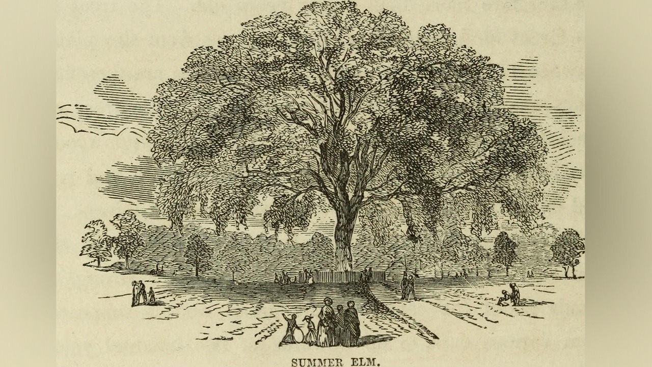 great elm liberty tree