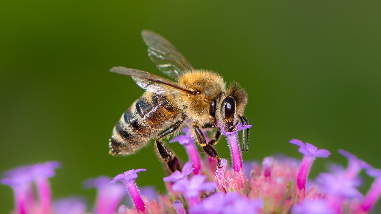plants to attract bees