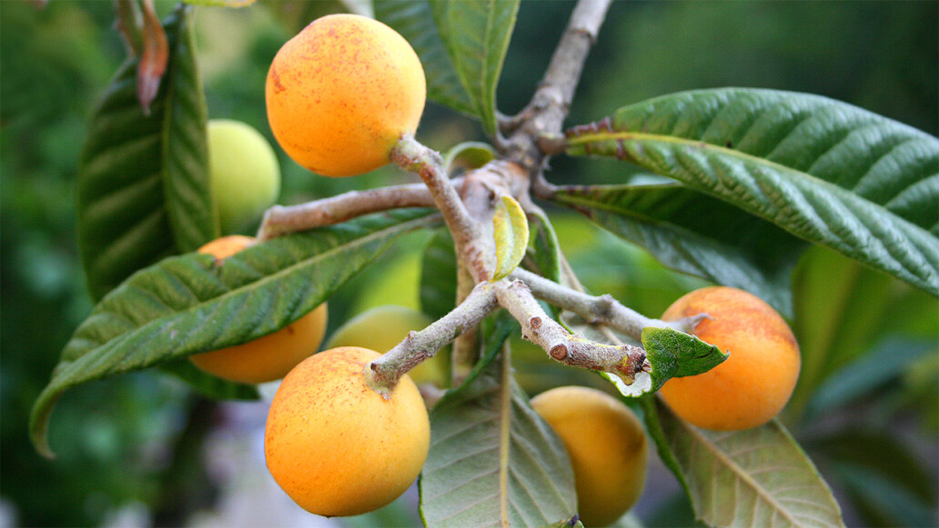 Loquats: Did You Know? | Garden America