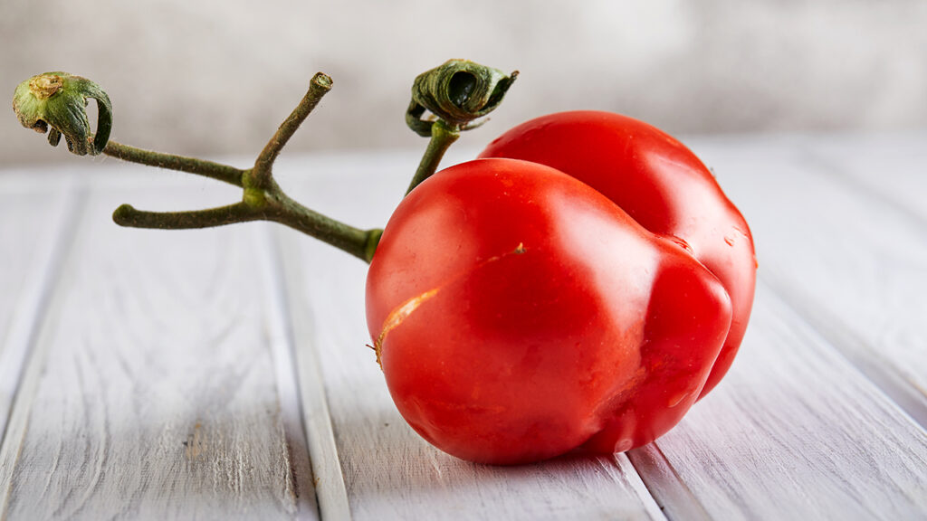 The Poisonous Tomato Triumph: Did You Know? | Garden America