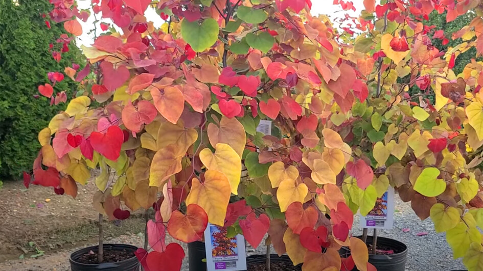 Exciting New Cercis Canadensis Varieties | Garden America