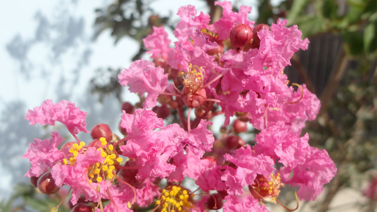 Crepe myrtles (Lagerstroemia)