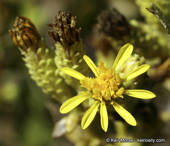 Orcutt's bristleweed