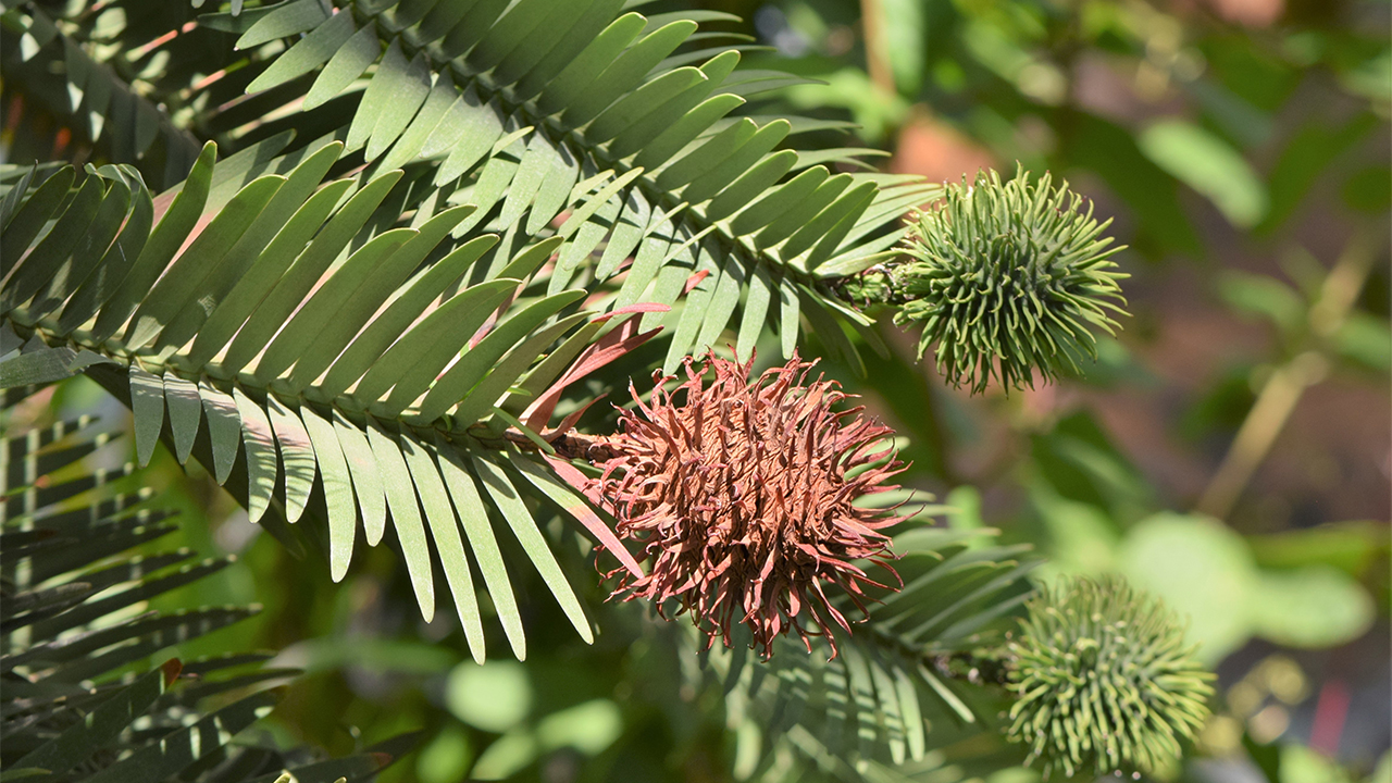 Wollemi pine - Wollemia nobilis