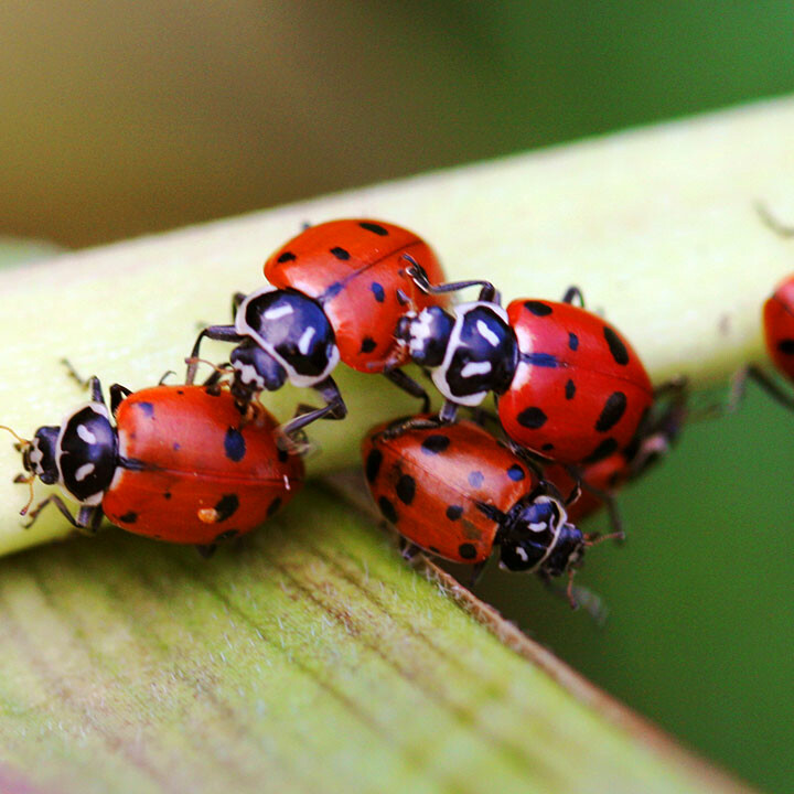 group of ladybugs in eco friendly garden