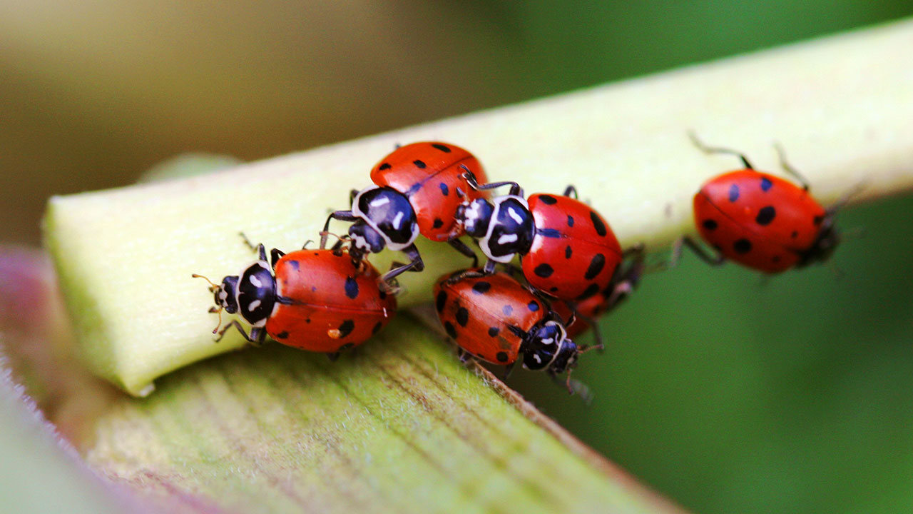 group of ladybugs in eco friendly garden