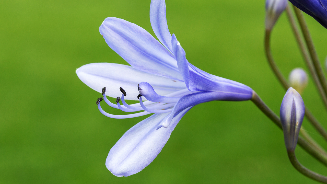 Agapanthus cultivar