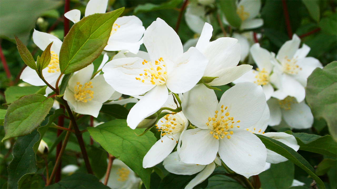 Idaho State Flower Lewis Mock Orange