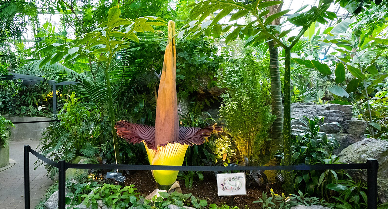 Titan Arum, Amorphophallus titanum