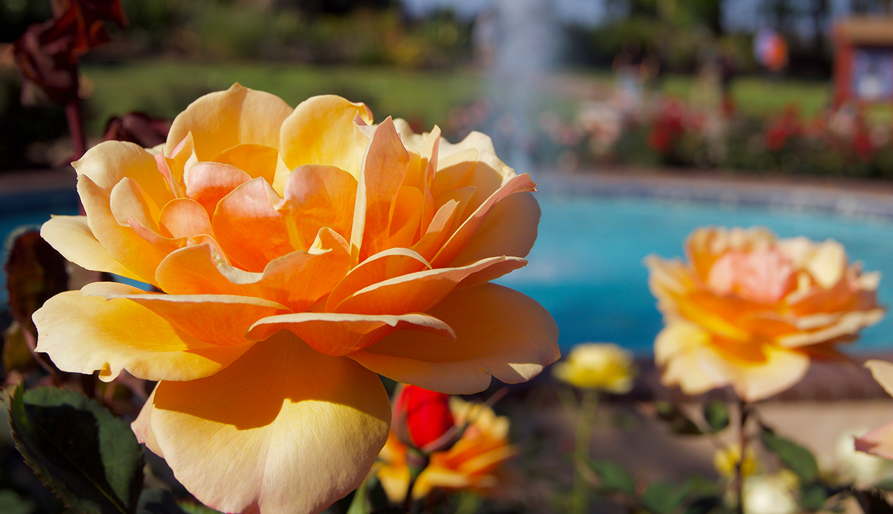 roses in the park with water fountain in the background