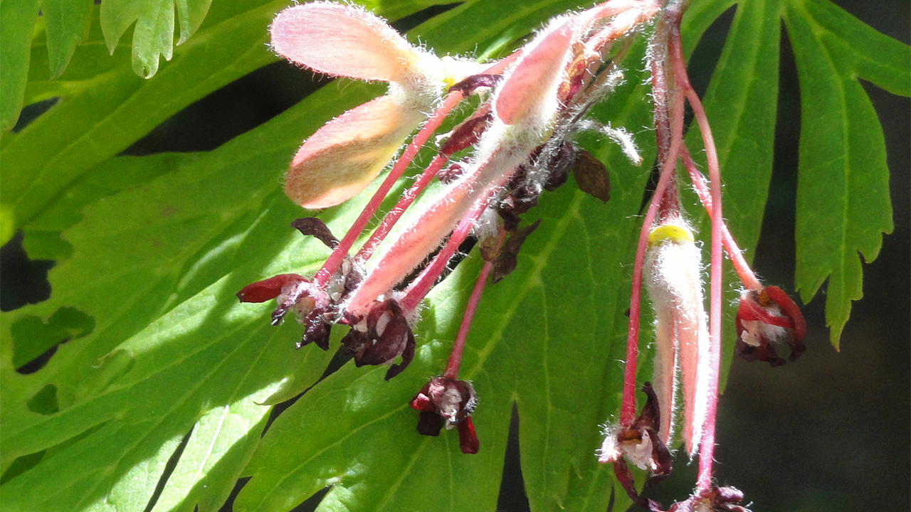 samara fruit