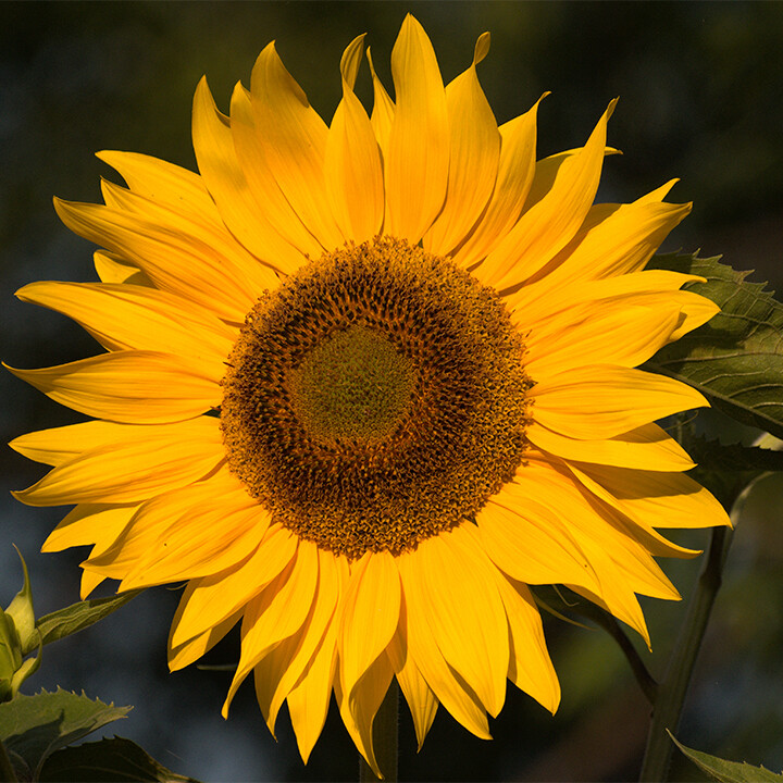 sunflower helianthus annuus