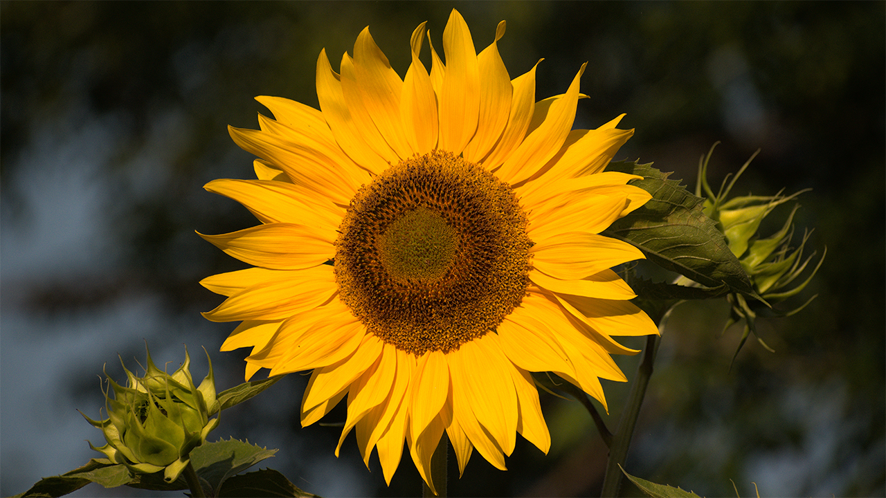 sunflower helianthus annuus