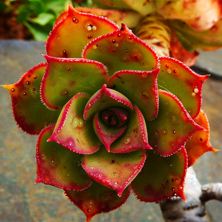 Aeonium percarneum