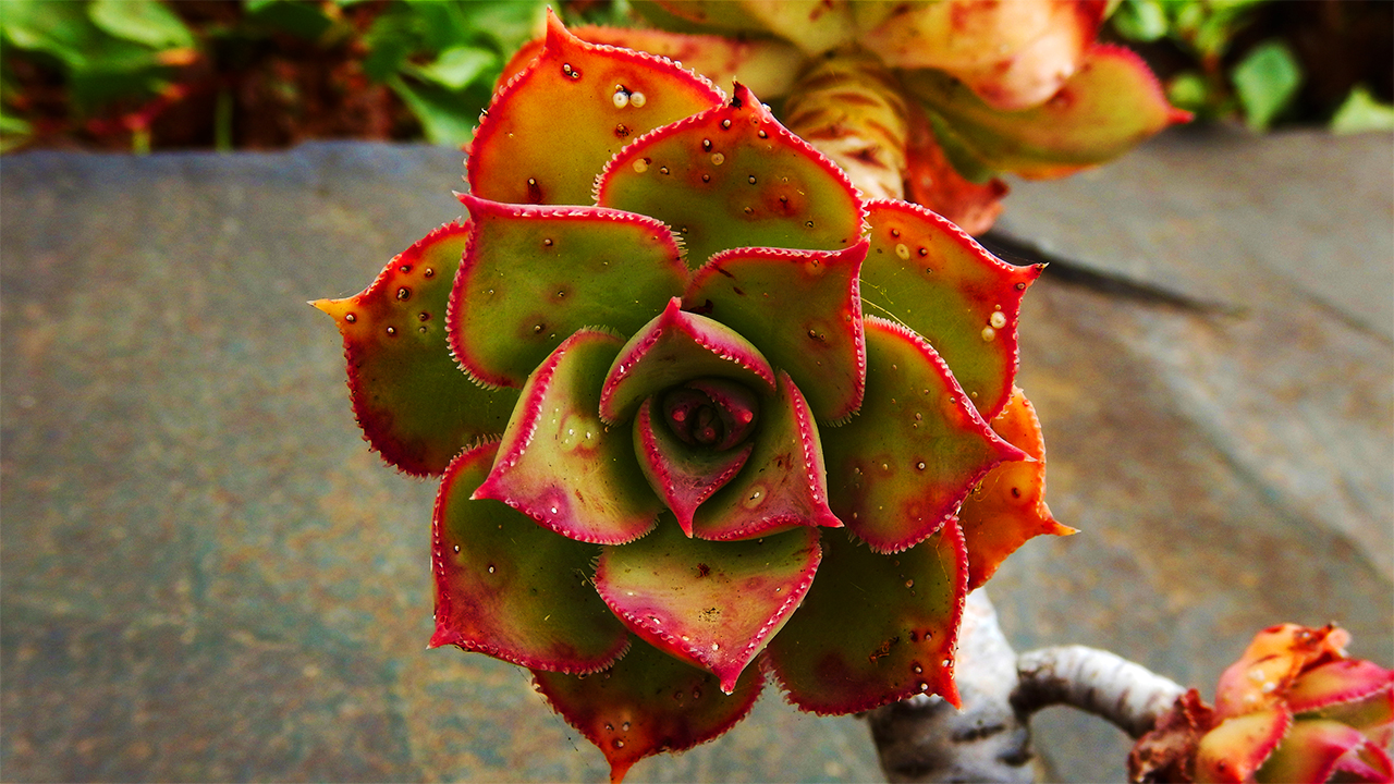 Aeonium percarneum