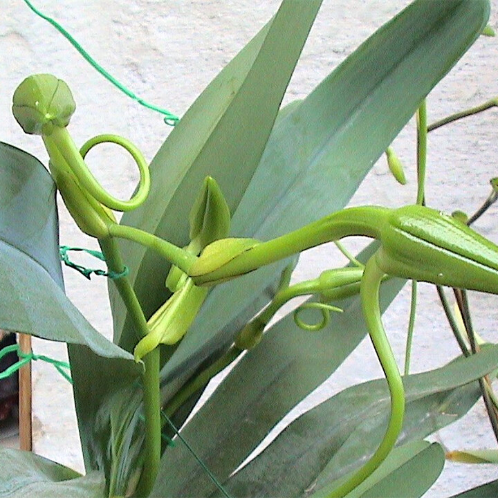 Angraecum sesquipedale Madagascan orchid