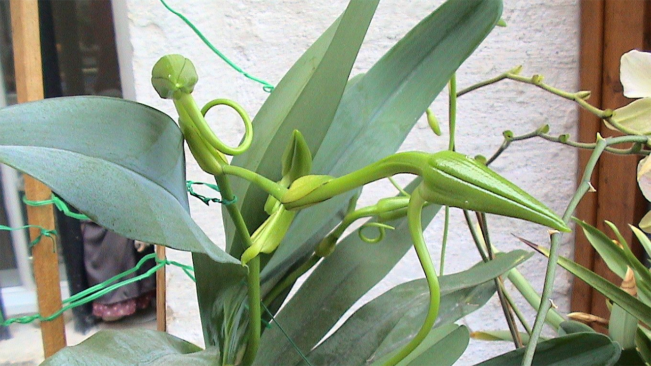 Angraecum sesquipedale Madagascan orchid