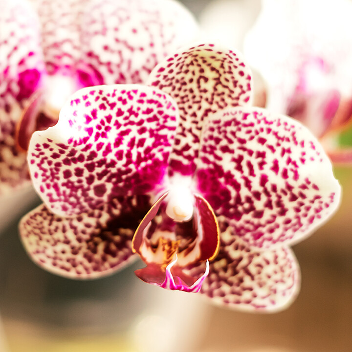 Blooming white and pink indoor orchid