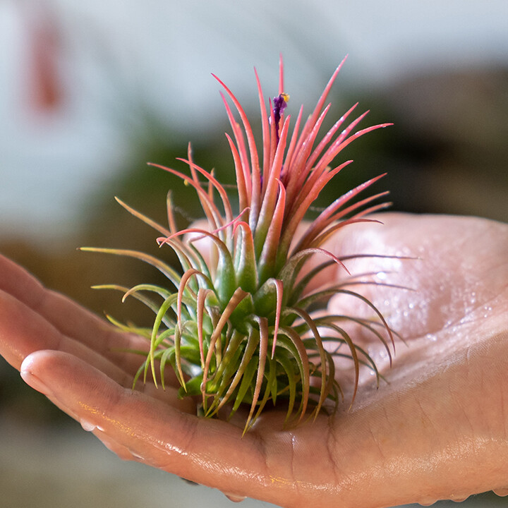 Bromeliads Care Tips