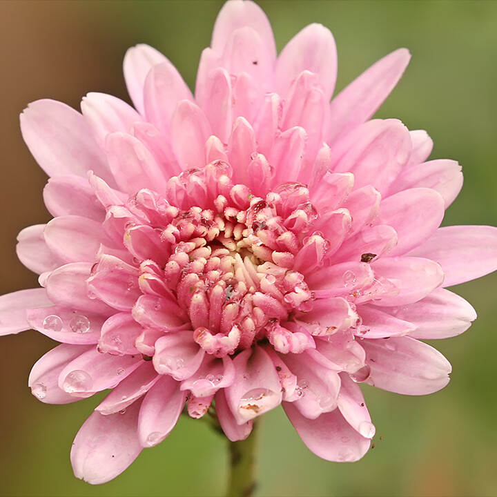 Chrysanthemums flower