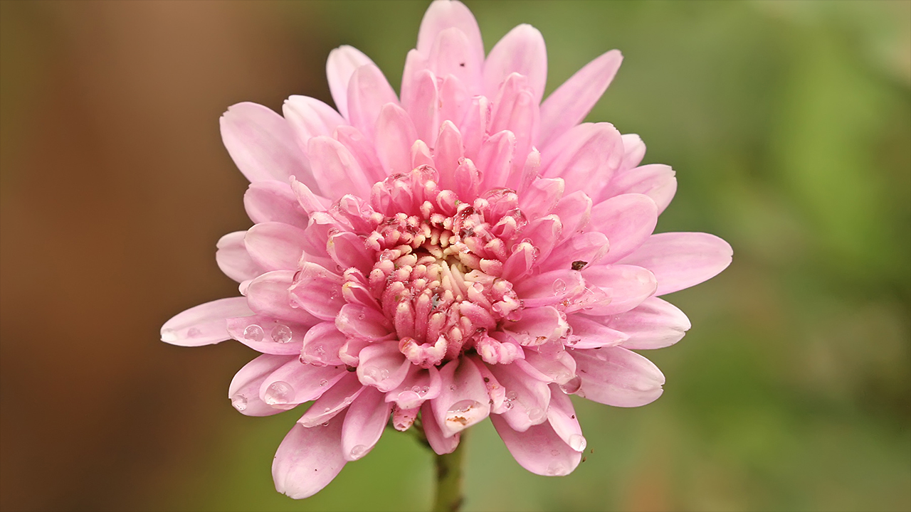 Chrysanthemums flower