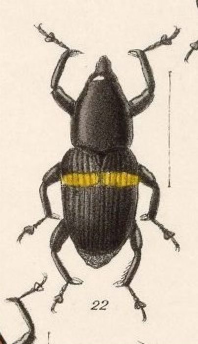 Metamasius callizona from Biologia Centrali-Americana