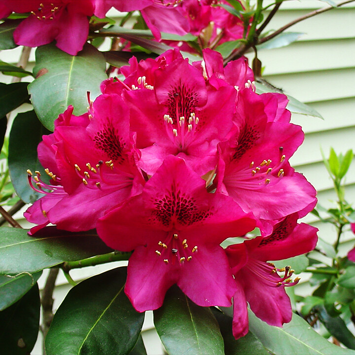 Rhododendron flowers