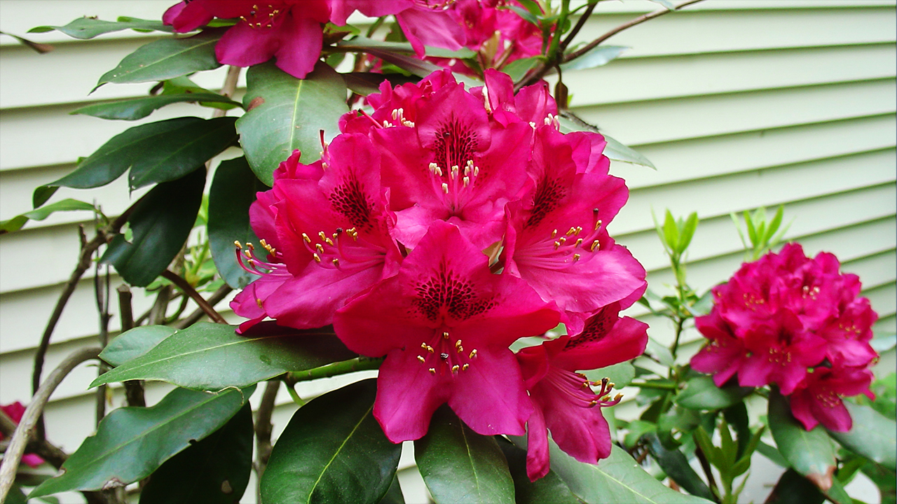 Rhododendron flowers