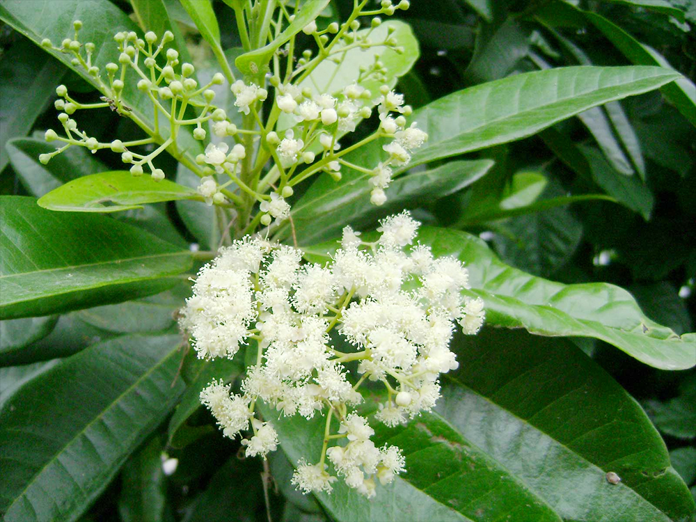 allspice tree pimenta dioica flowers