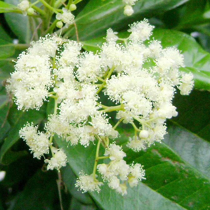 allspice trees Pimenta dioica