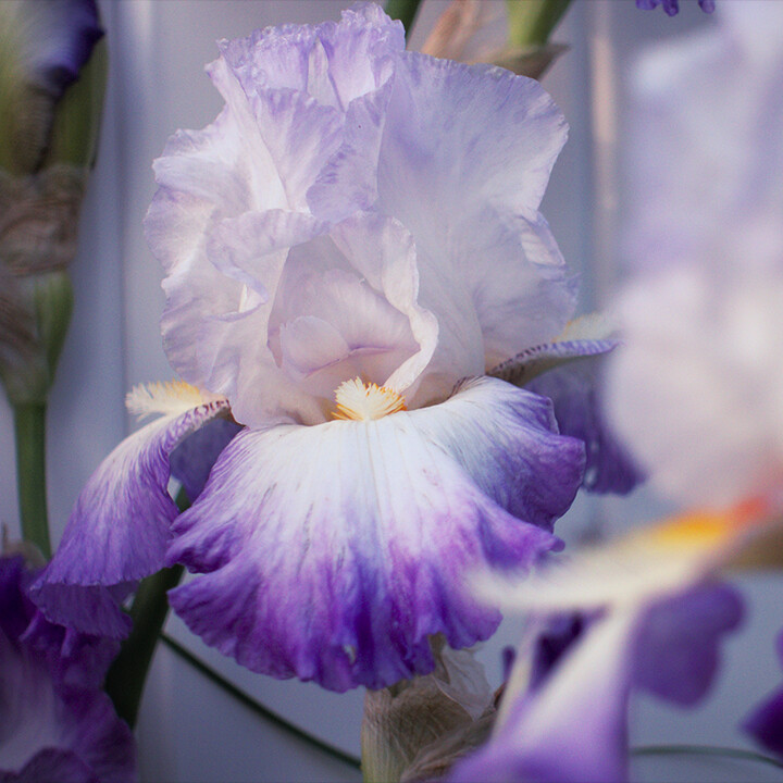 bearded iris