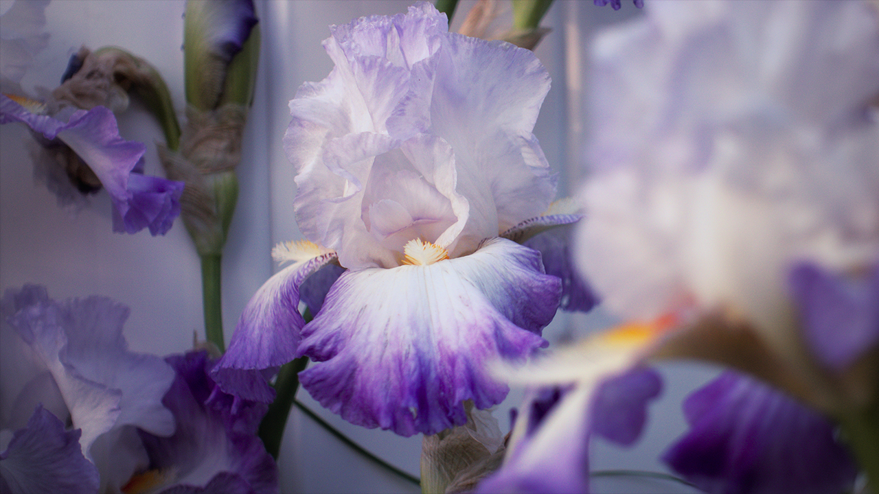 bearded iris