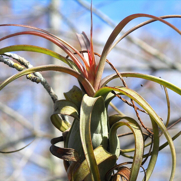 bromeliad florida