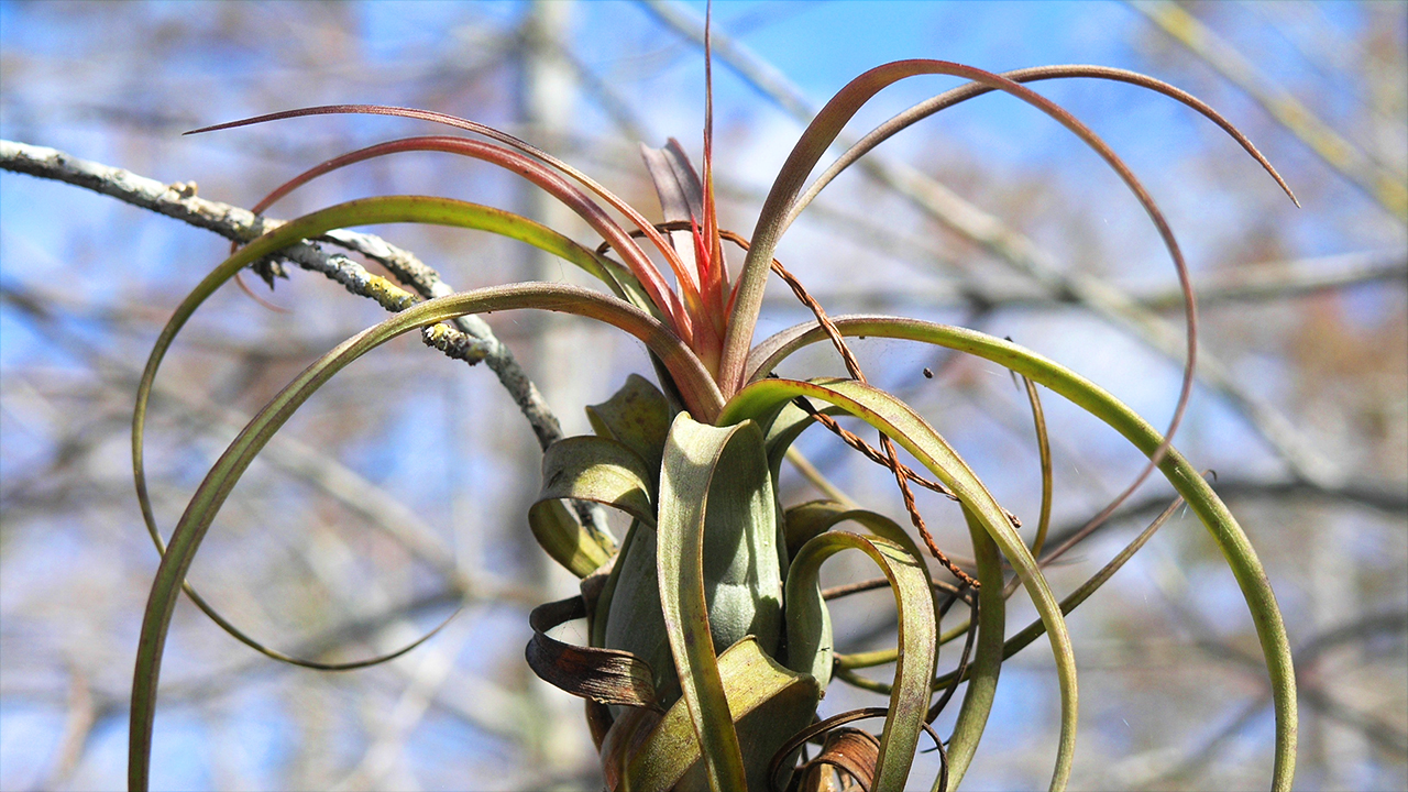 bromeliad florida