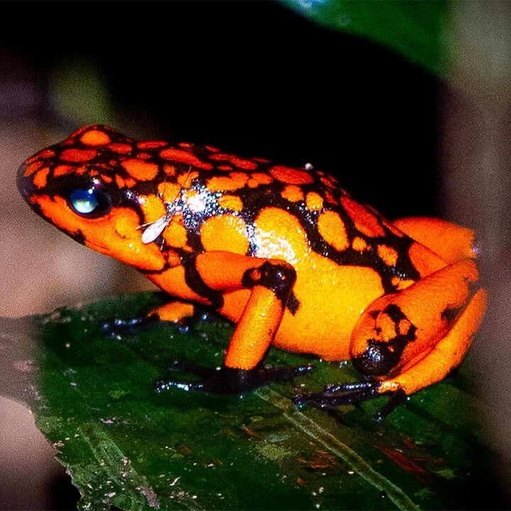 poison dart frog