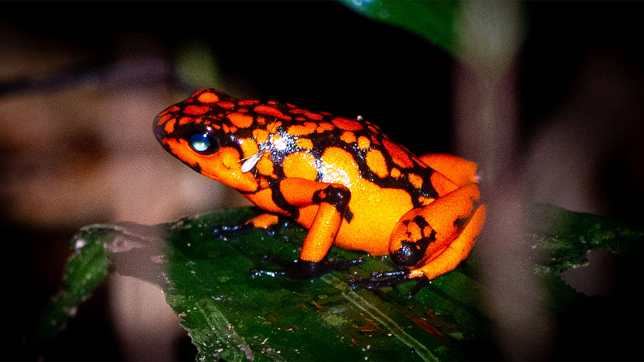 poison dart frog