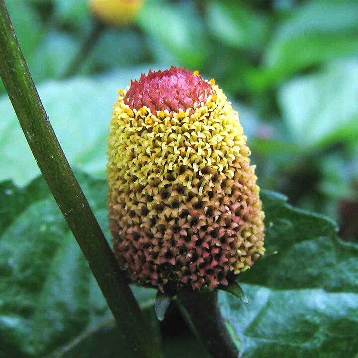 toothache plant acmella oleracea