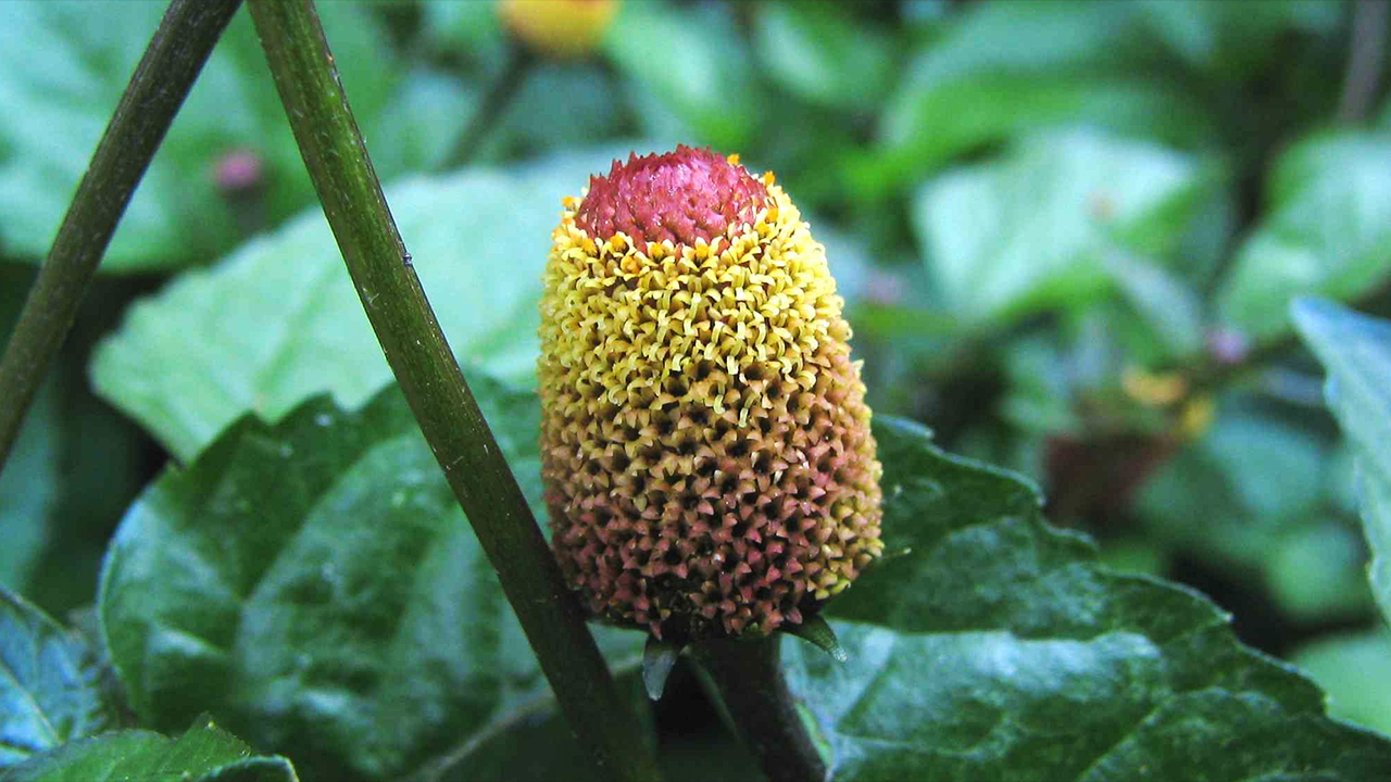 toothache plant acmella oleracea