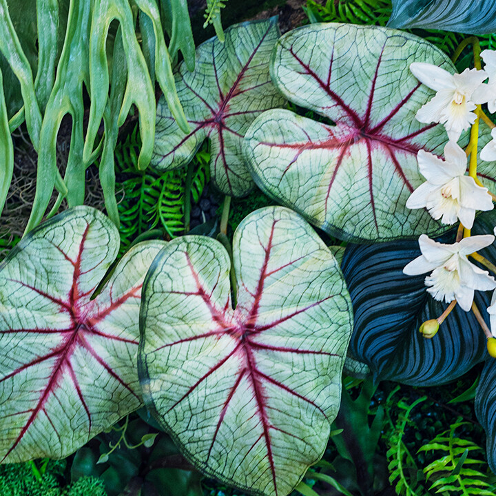 tropical plants