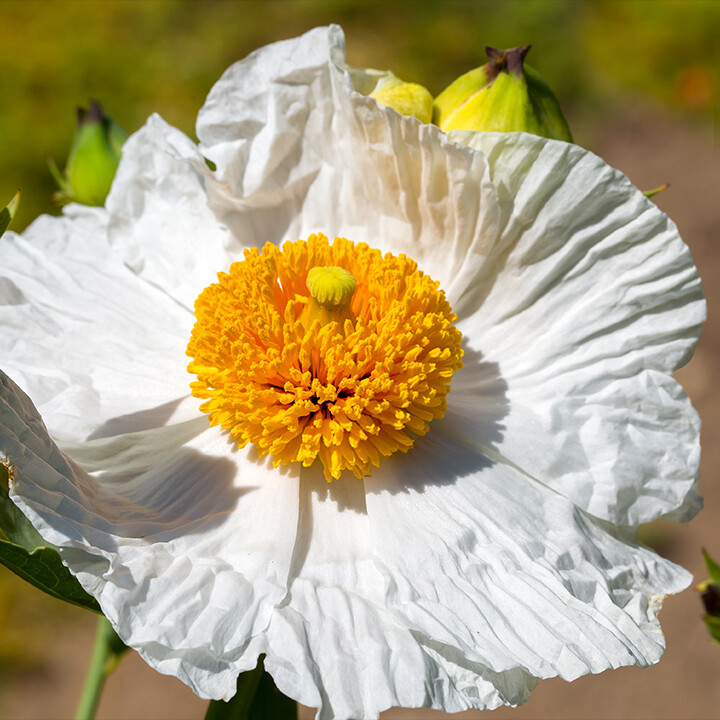 Matilija Poppy