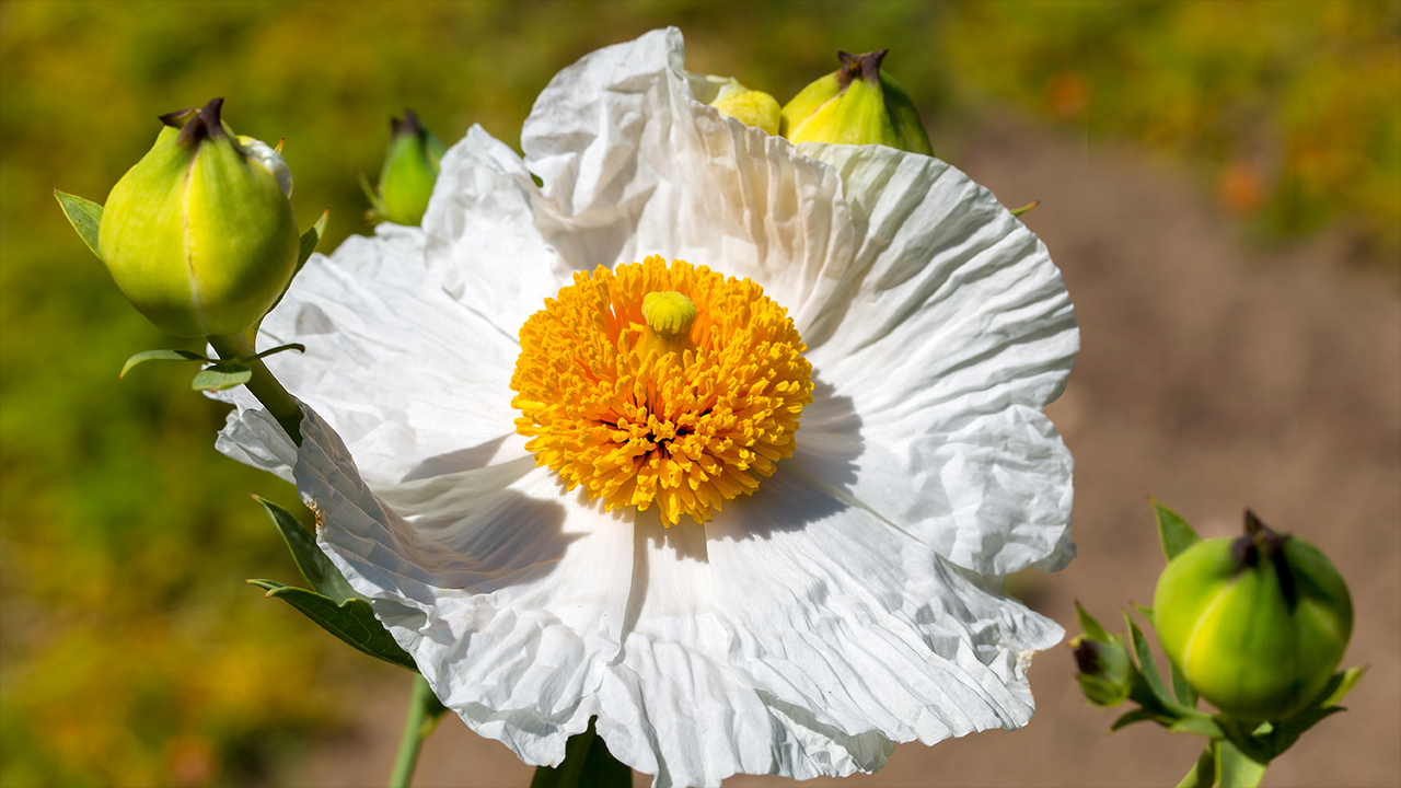 Matilija Poppy