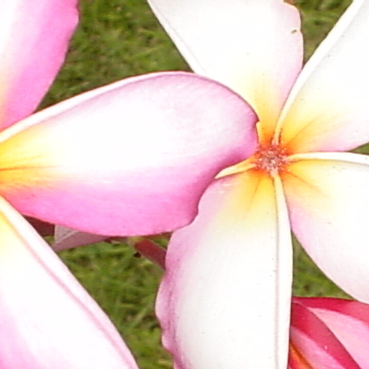 Plumeria flowers in Hawaii