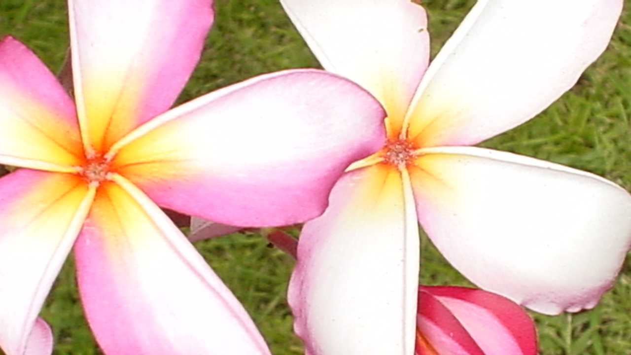 Plumeria flowers in Hawaii