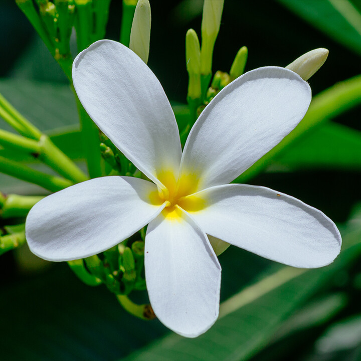 Plumeria obtusa