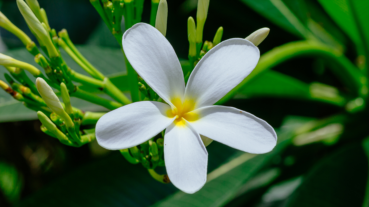 Plumeria obtusa